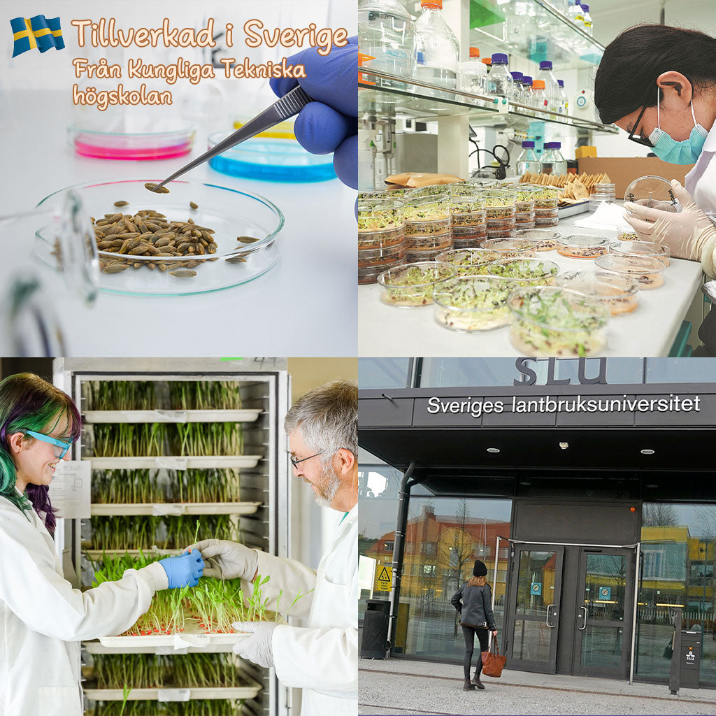 SVASP® Förtrollad Snabb tillväxt Hosta🌱