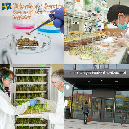 SVASP® Förtrollad Snabb tillväxt Hosta🌱