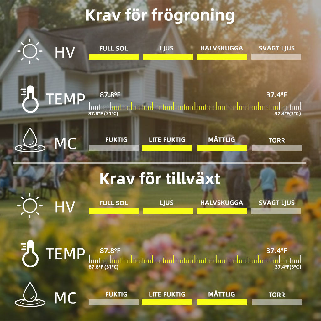 SVASP® Förtrollad Snabb tillväxt Hosta🌱