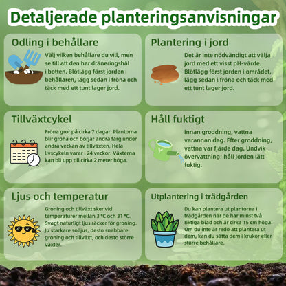 SVASP® Förtrollad Snabb tillväxt Hosta🌱